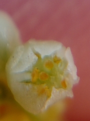 Cuscuta