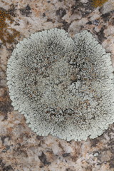 Protoparmeliopsis muralis