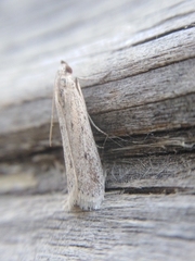 Phycitodes albatella