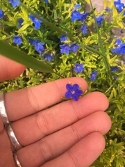 Glandora diffusa