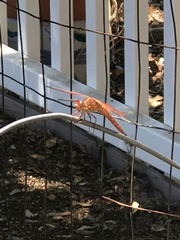 Libellula saturata