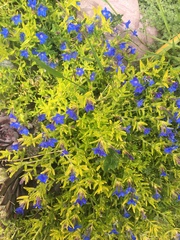 Glandora diffusa