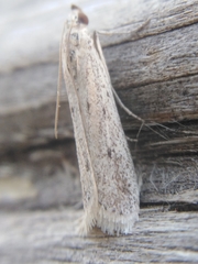 Phycitodes albatella