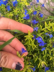 Glandora diffusa