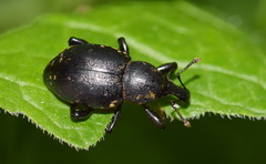 Liparus germanus