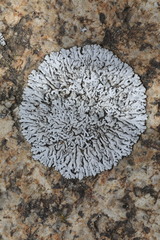 Physcia caesia