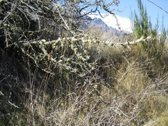 Usnea subgracilis