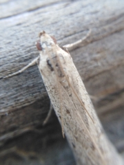 Phycitodes albatella