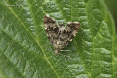 Anthophila fabriciana