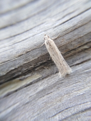 Phycitodes albatella