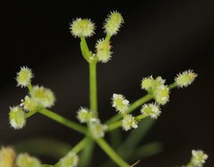 Spermolepis echinata