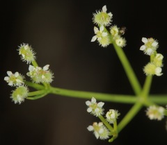 Spermolepis echinata