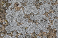 Physcia caesia
