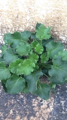 Campanula pyramidalis