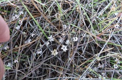 Muehlenbeckia ephedroides