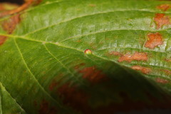 Eriophyes tiliae