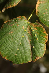 Eriophyes exilis