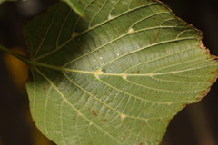Eriophyes exilis