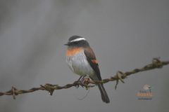 Ochthoeca rufipectoralis