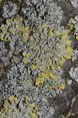 Xanthoria parietina