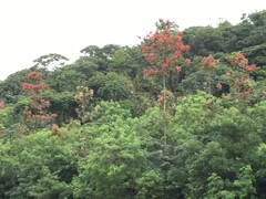 Triplaris americana