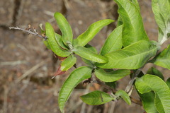 Buddleja davidii