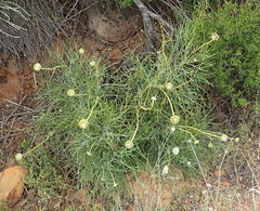 Euryops speciosissimus