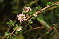 Magnoliopsida
