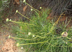 Euryops speciosissimus