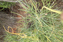 Euryops speciosissimus