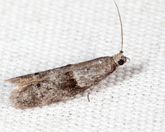 Wockia asperipunctella