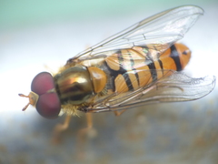 Episyrphus balteatus
