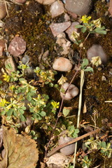 Trifolium dubium
