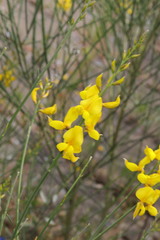 Spartium junceum