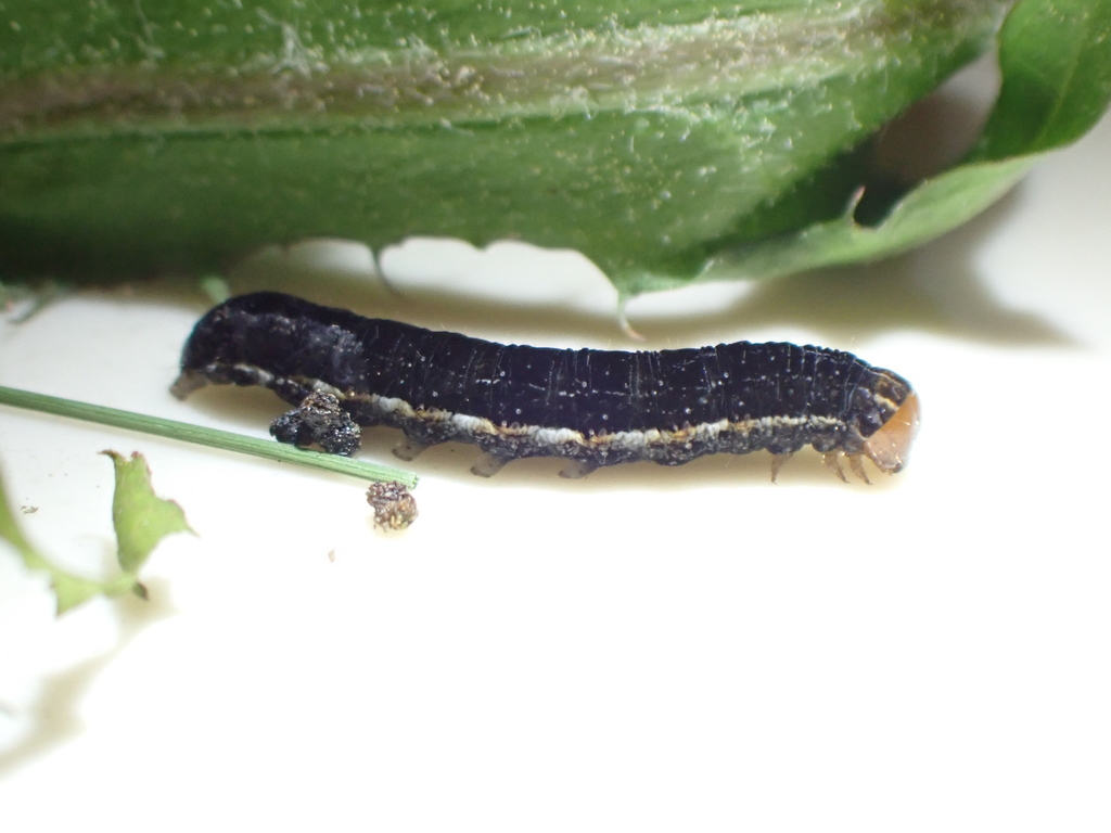 Sunira verberata