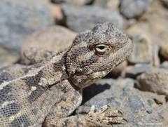 Trapelus mutabilis
