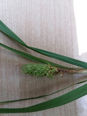 Carex squarrosa