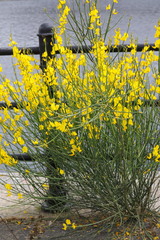Spartium junceum