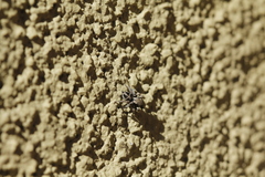 Habronattus festus