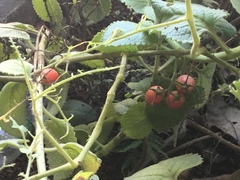Solanum lycopersicum cerasiforme