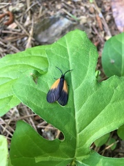 Pyromorpha dimidiata