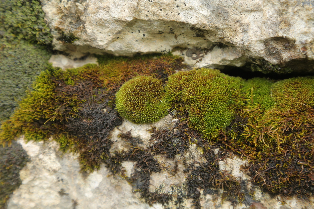 Elegant Bryum