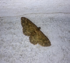 Disclisioprocta stellata