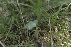 Thetidia smaragdaria