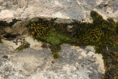 Ptychostomum elegans