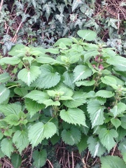 Lamium orvala