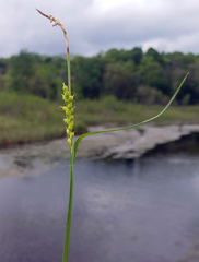 Carex crawei