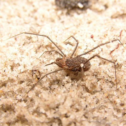 Triaenonychid Harvestman