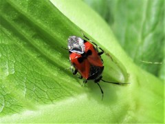 Deraeocoris rutilus