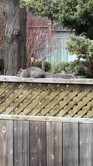 Sciurus carolinensis